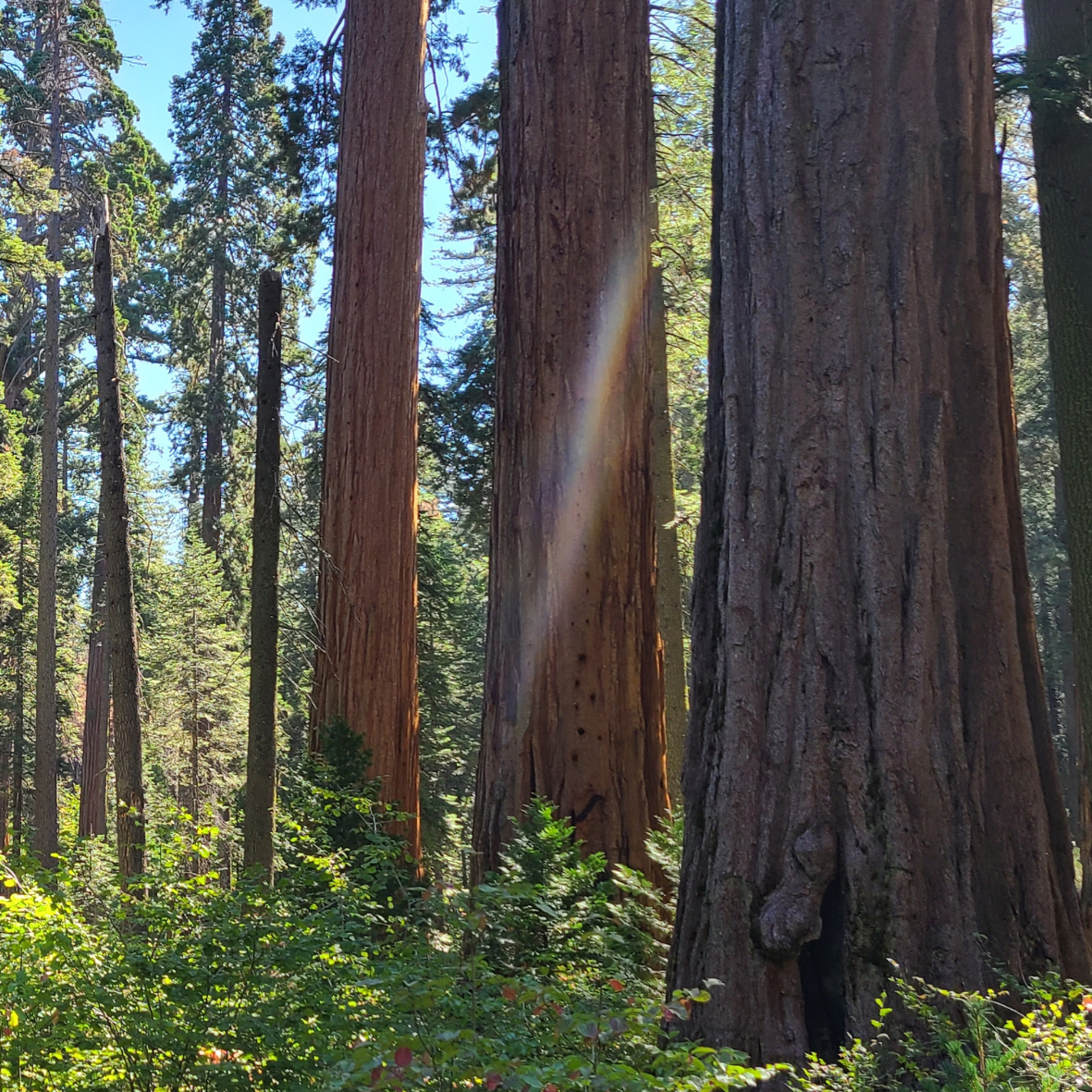 Giant sequoia trees in the forest